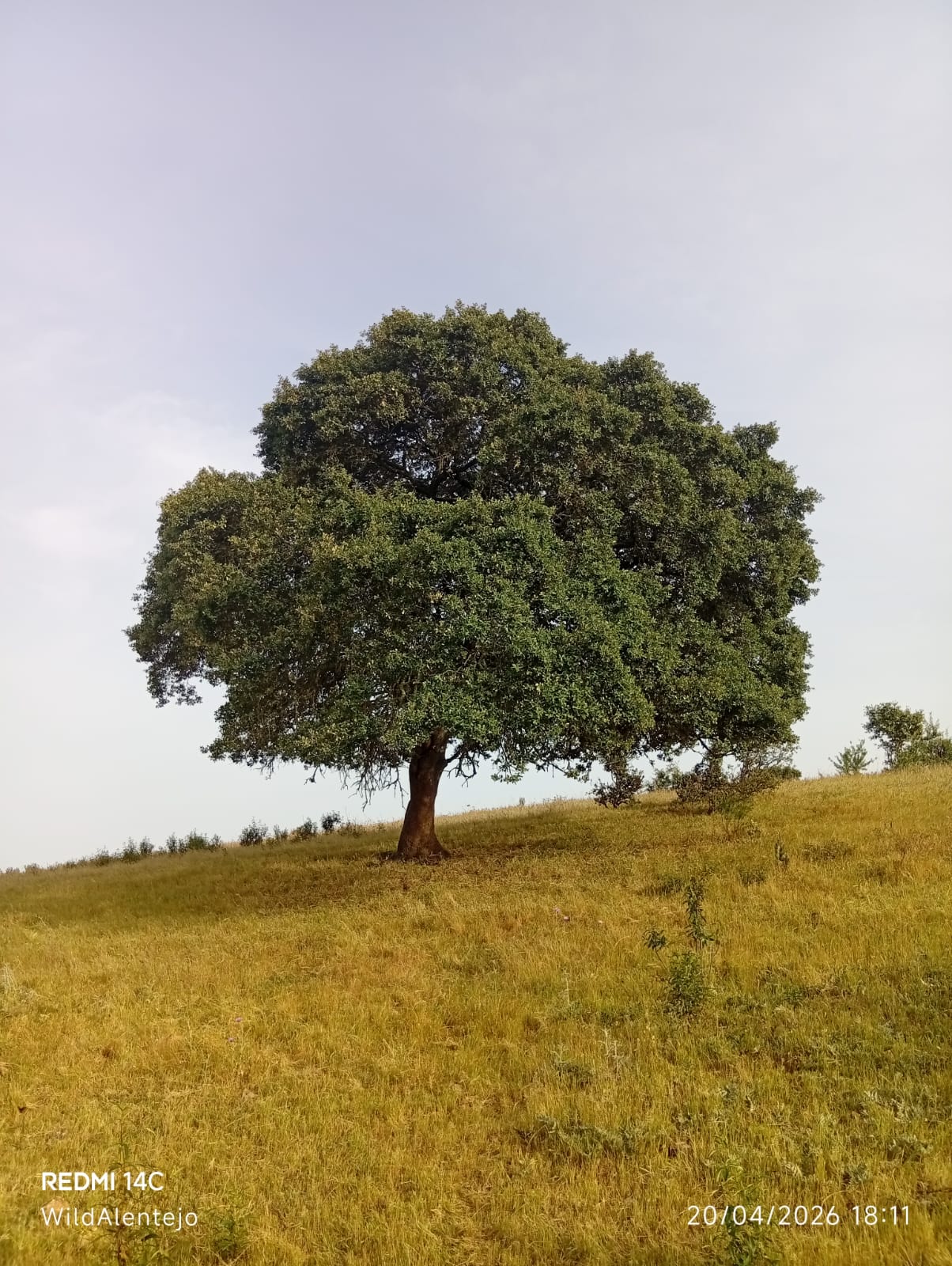 Azinheira (Quercus rotundifolia