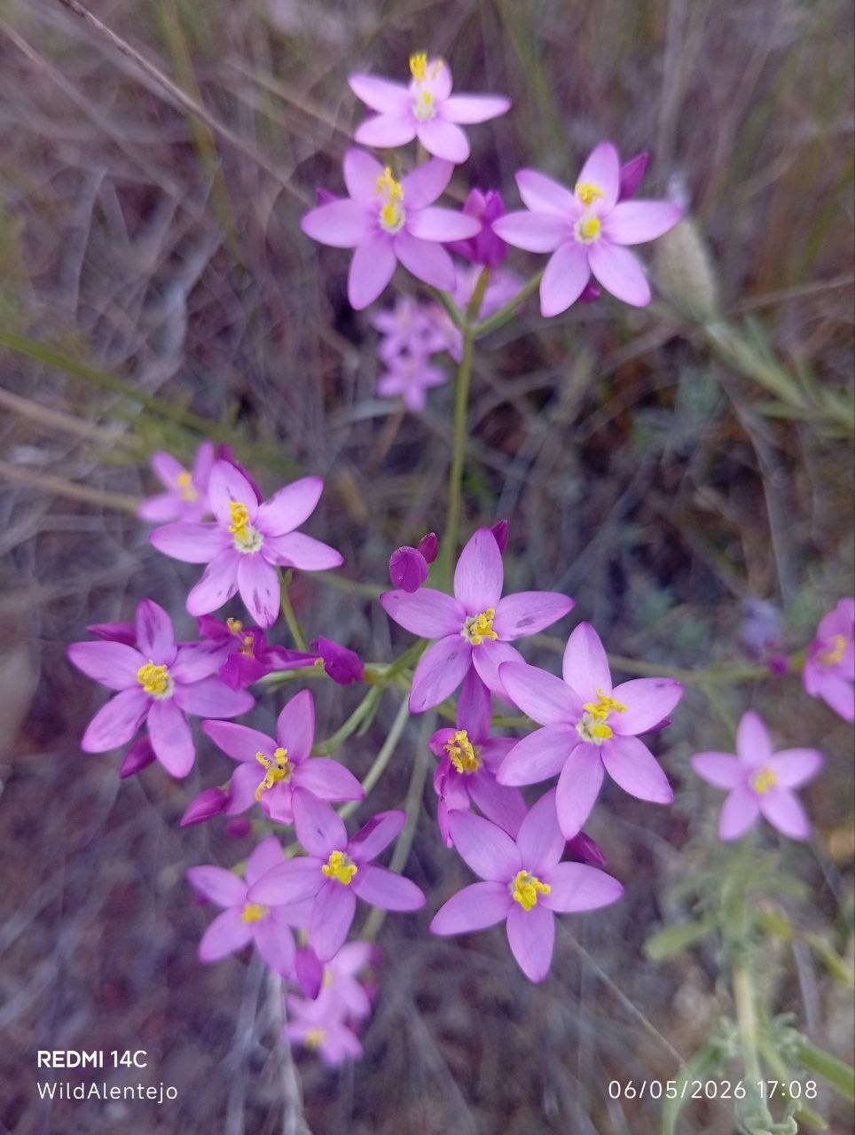 **A Floresta Rosa de Alentejo: Uma Tributo à Flor de Jardim Selvagem**