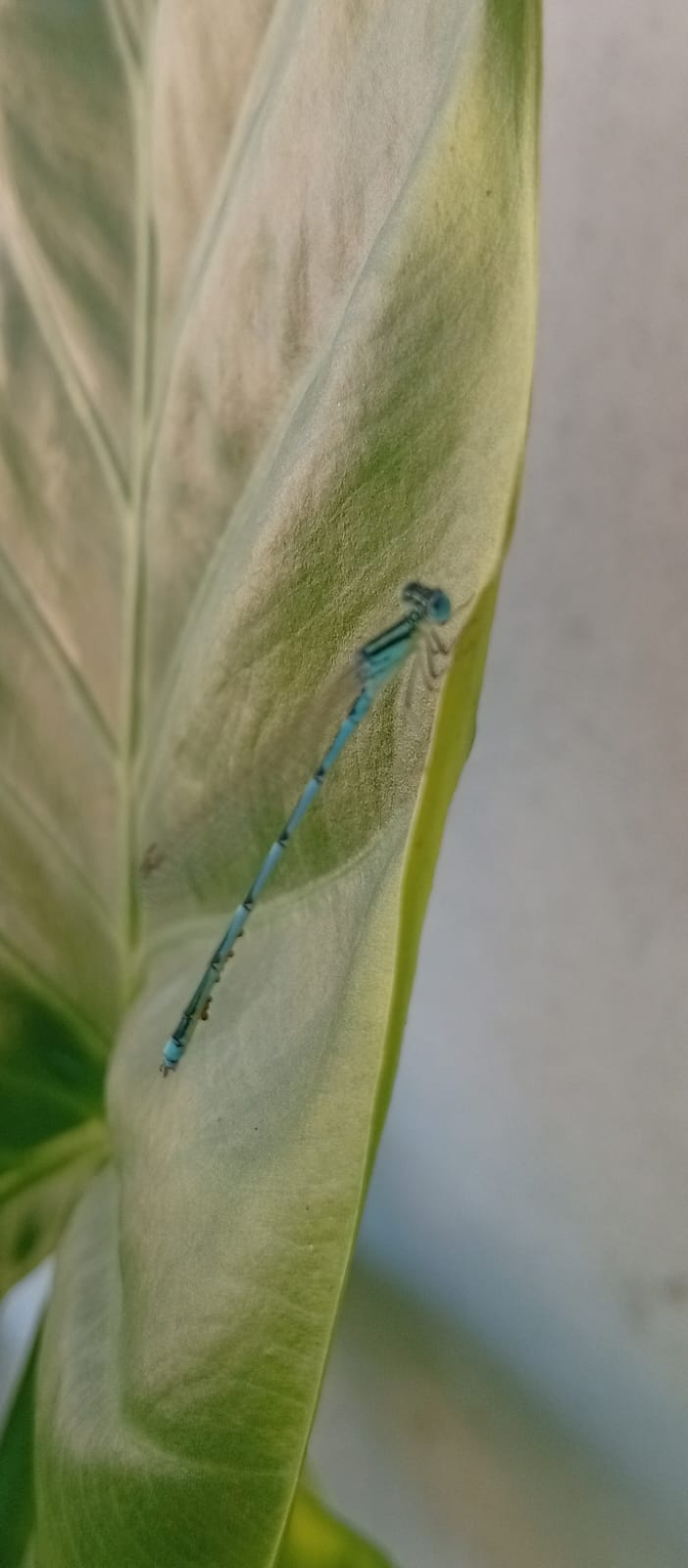 Libelinha azul pousada numa folha