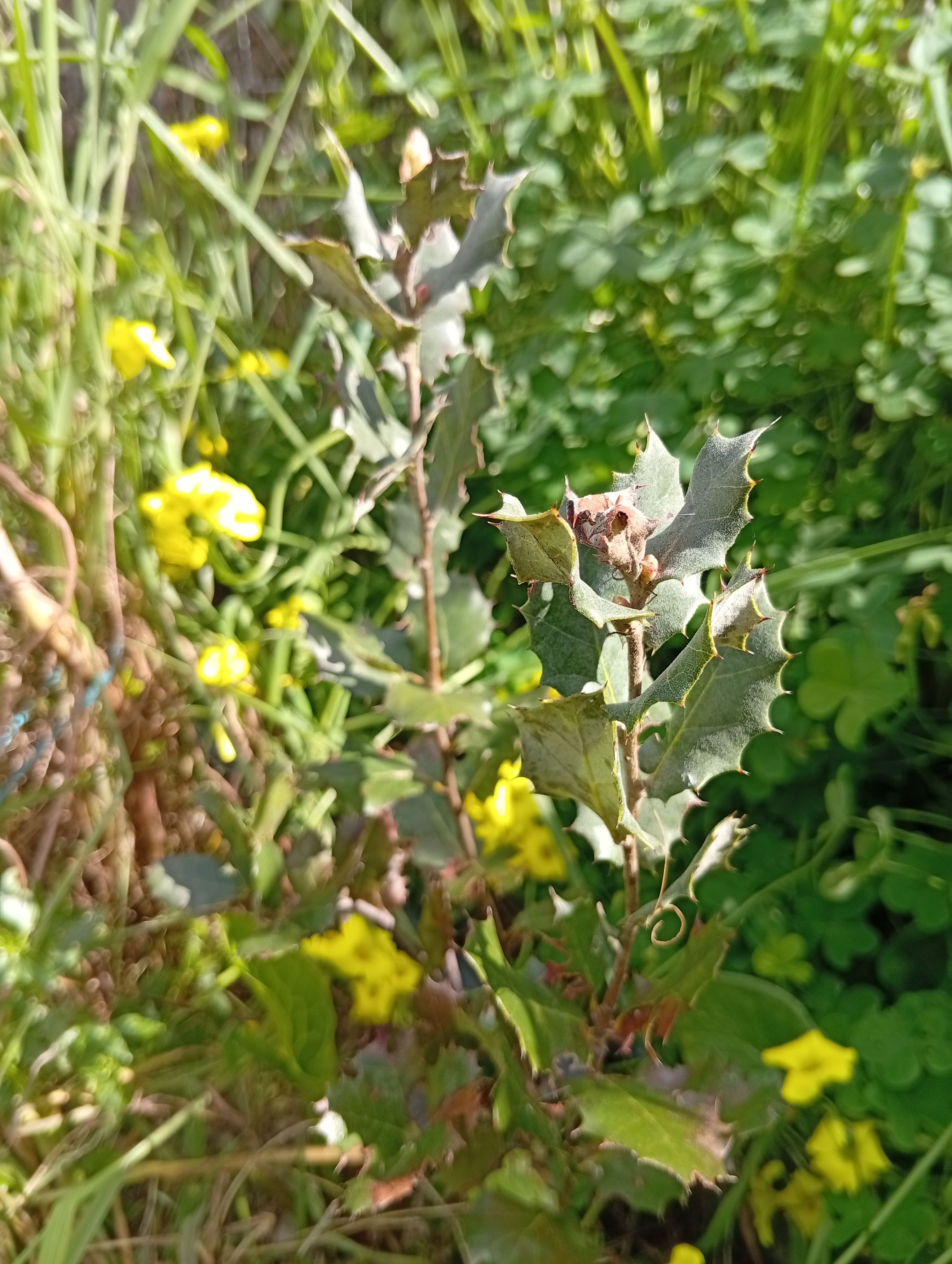 Azinheira (Quercus rotundifolia) no sistema de agrofloresta regenerativa Wild Alentejo — espécie nativa do Alentejo para estabilidade ecológica