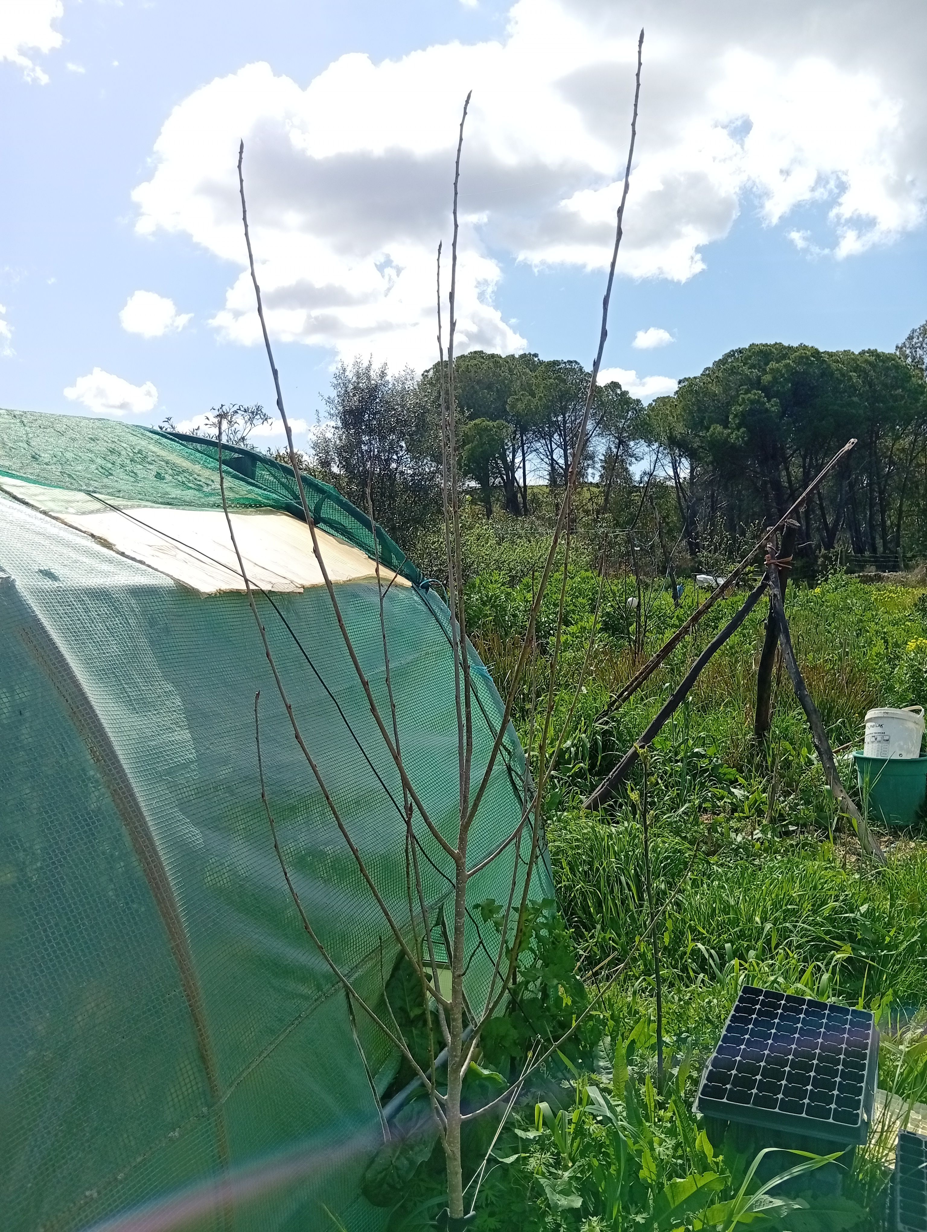 Choupo branco (Populus alba) na gestão hídrica da agrofloresta Wild Alentejo — árvore para retenção de humidade em Mértola