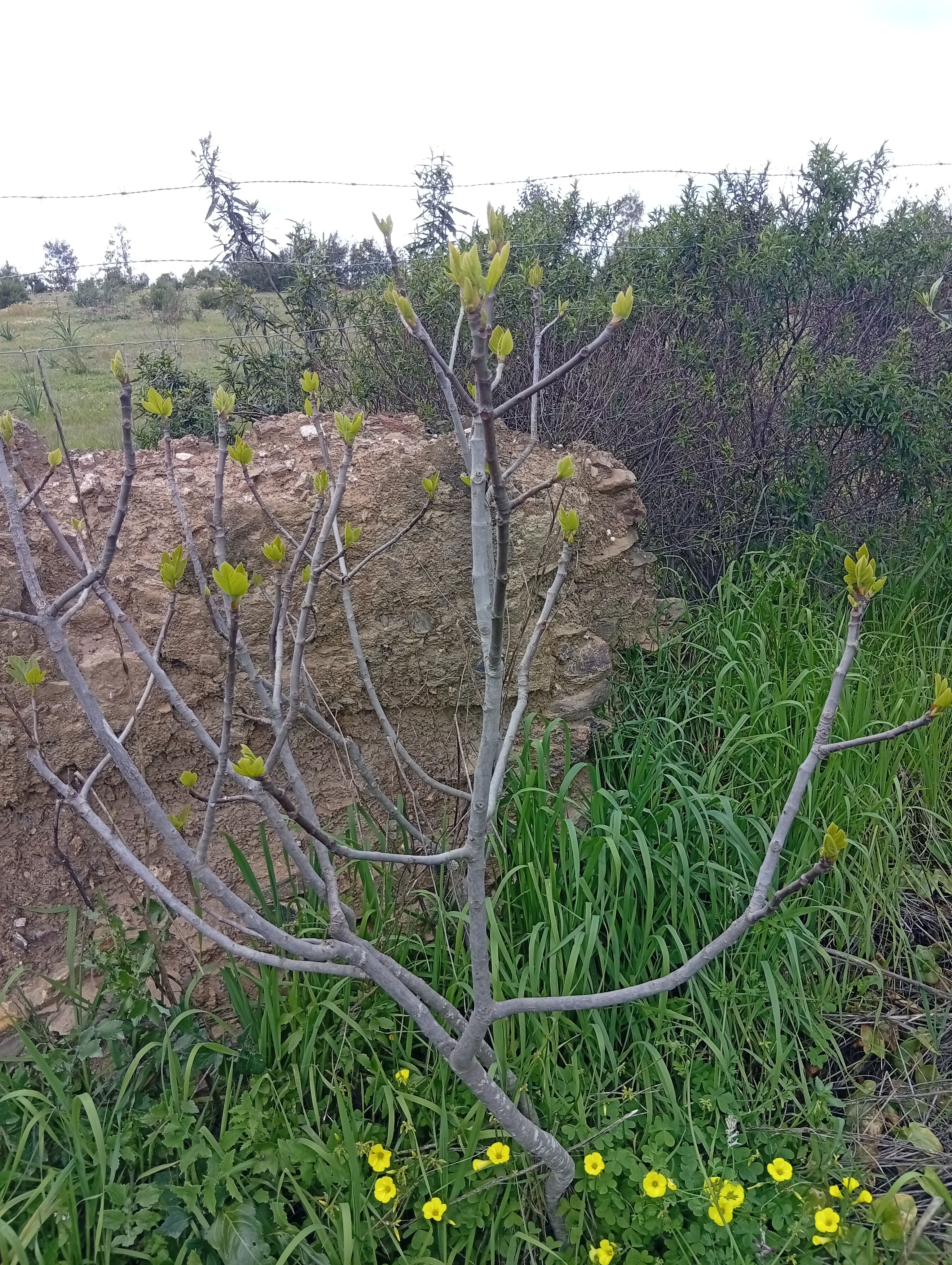 Figueira (Ficus carica) no sistema agroflorestal Wild Alentejo — fruta abundante para alimentação humana e fauna local
