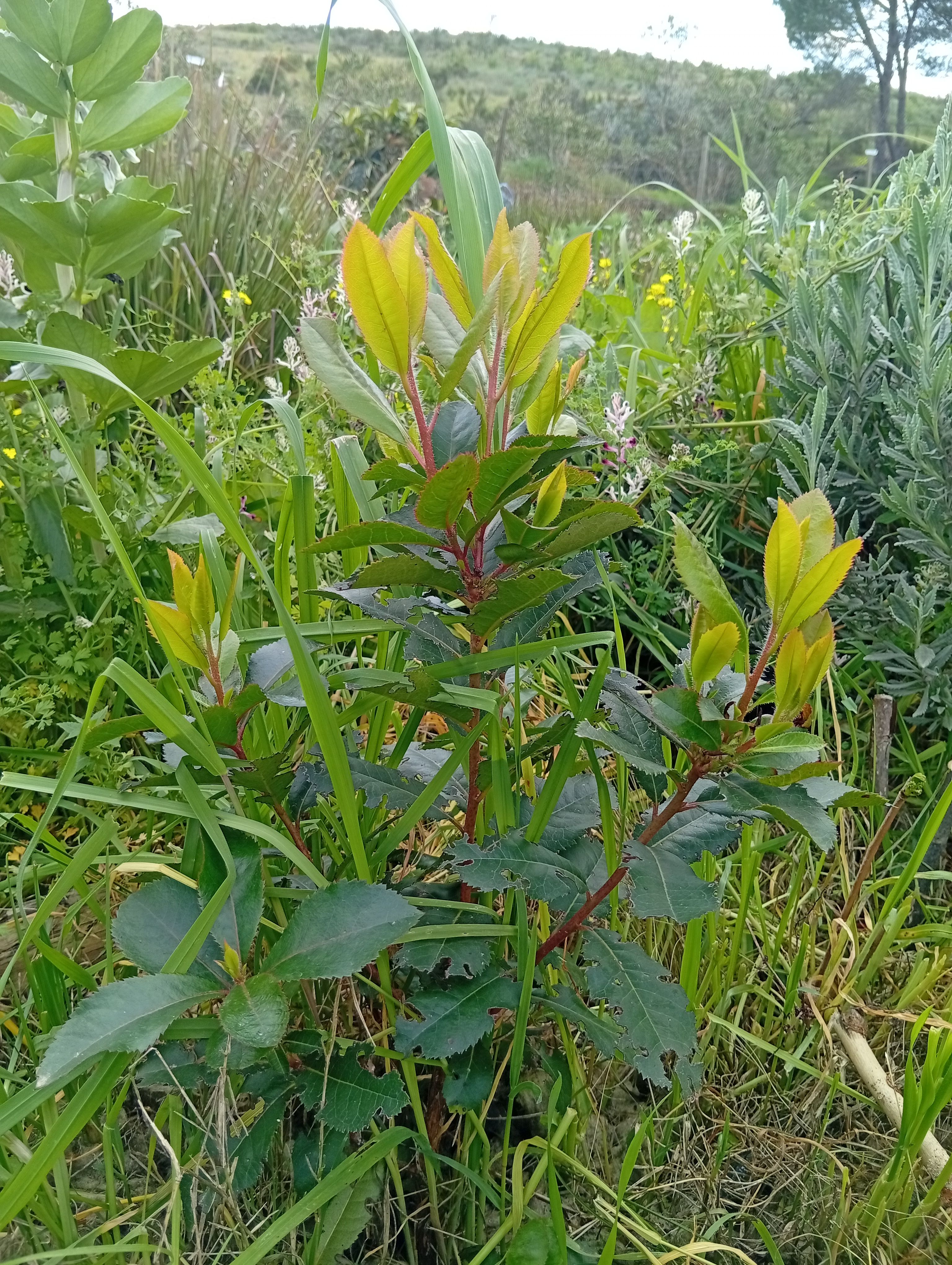 Medronheiro (Arbutus unedo) na agrofloresta sintrópica Wild Alentejo — fruto rico em vitamina C e atração de polinizadores em clima semiárido
