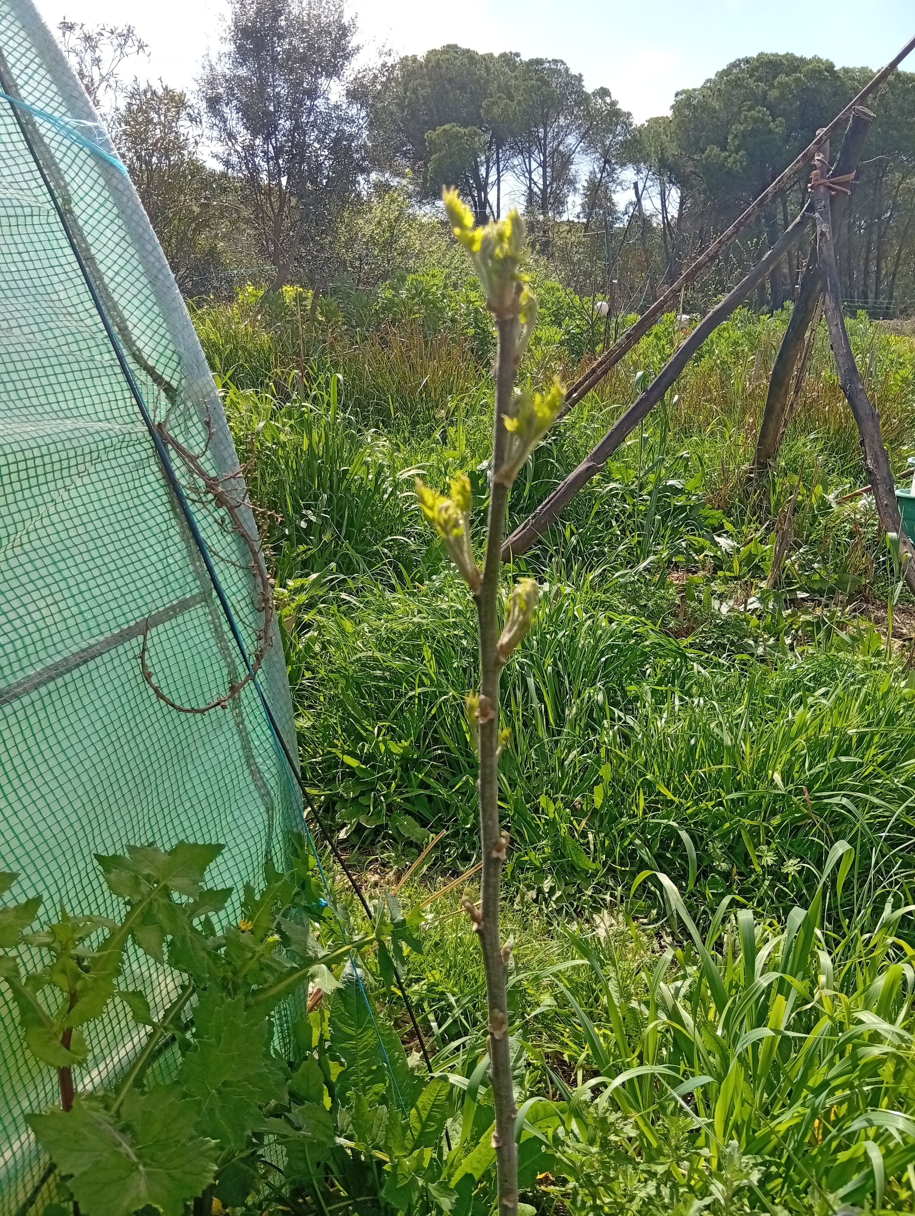 Melia (Melia azedarach) como pioneira de crescimento rápido na agrofloresta Wild Alentejo — sombra e biomassa para sucessão ecológica