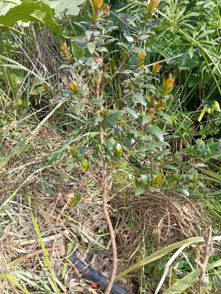 Murta (Myrtus communis) no sistema regenerativo Wild Alentejo — arbusto mediterrânico para abrigo de fauna e uso medicinal