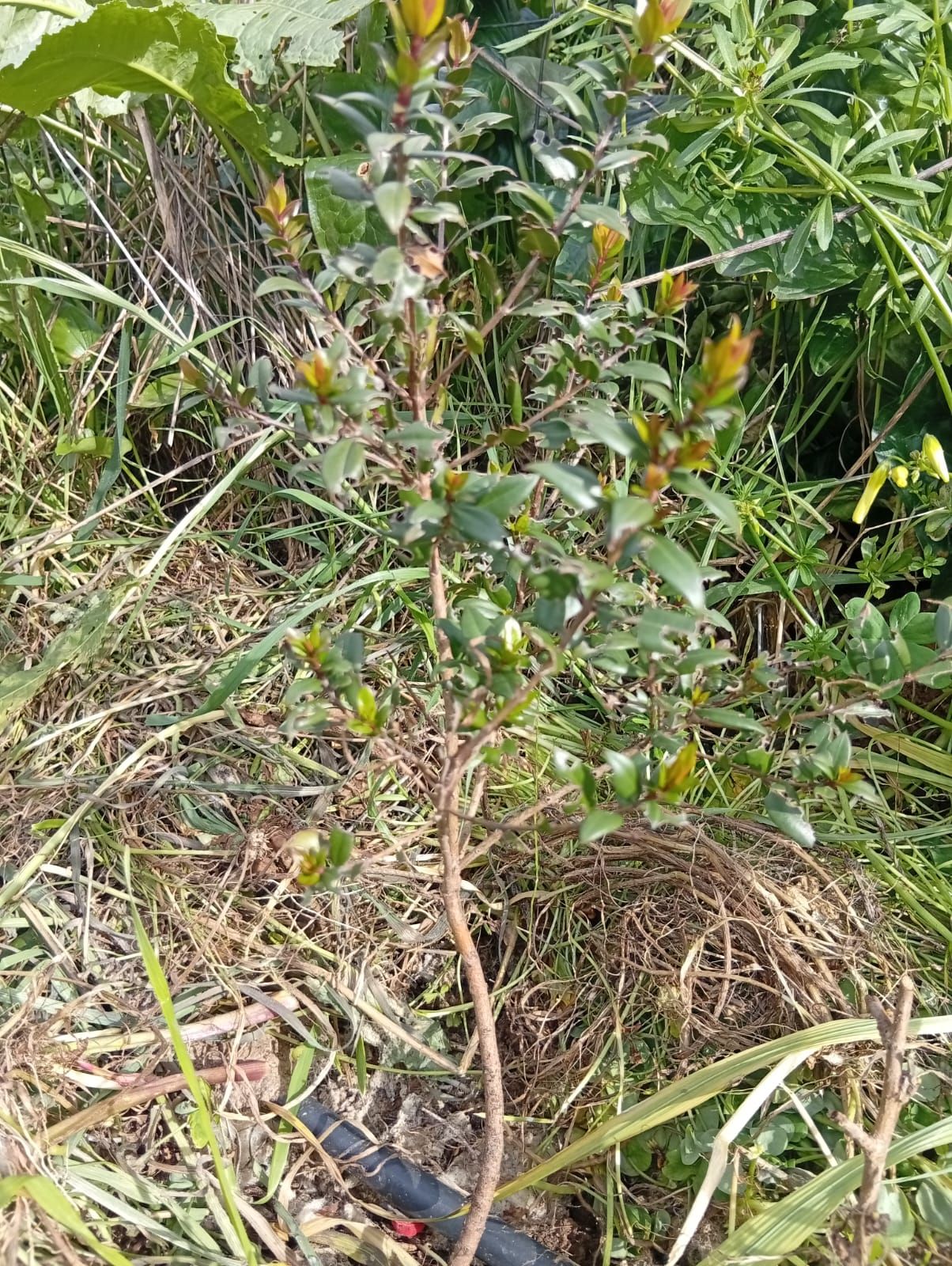 Murta (Myrtus communis) no sistema regenerativo Wild Alentejo — arbusto mediterrânico para abrigo de fauna e uso medicinal