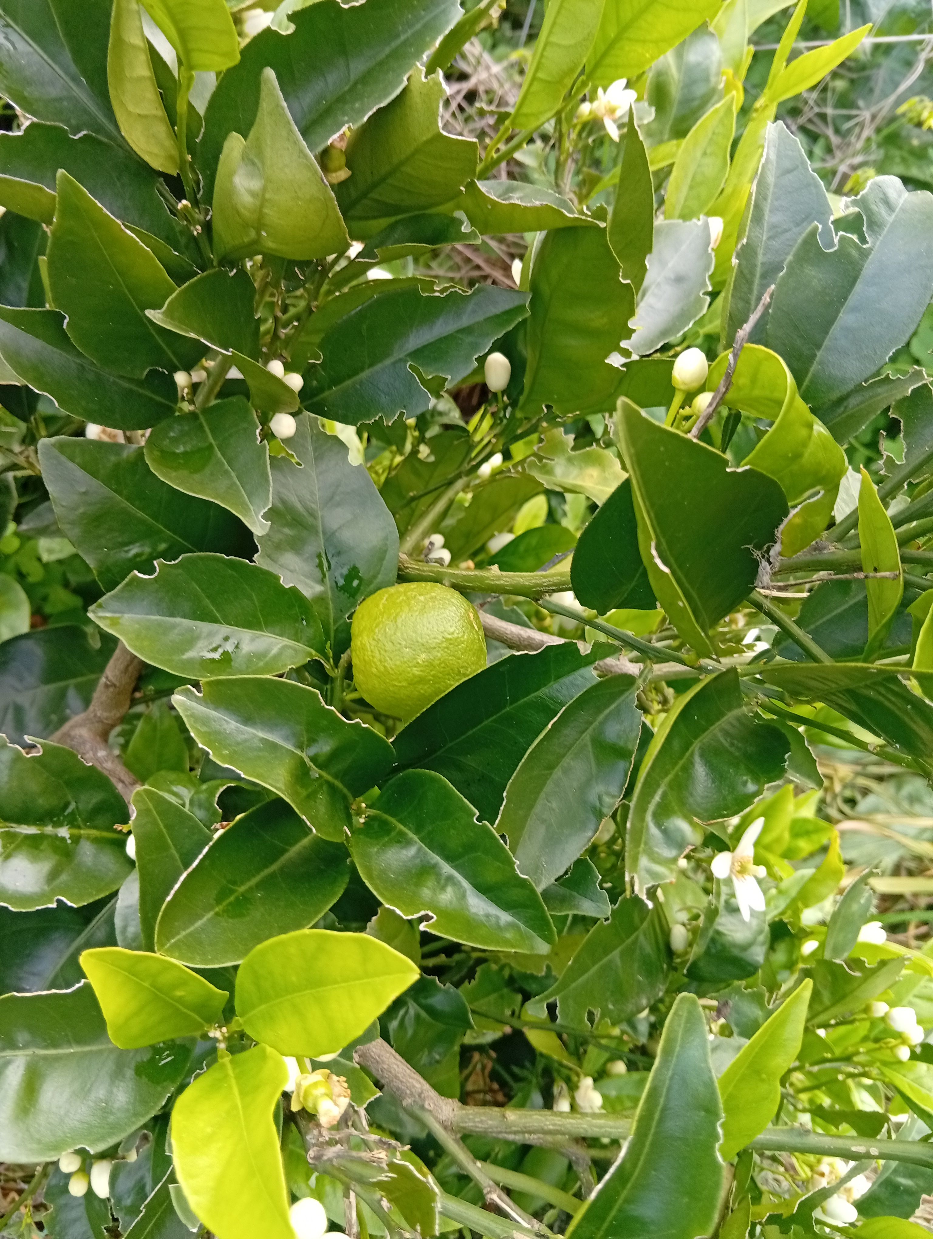 Primeiros frutos do sistema