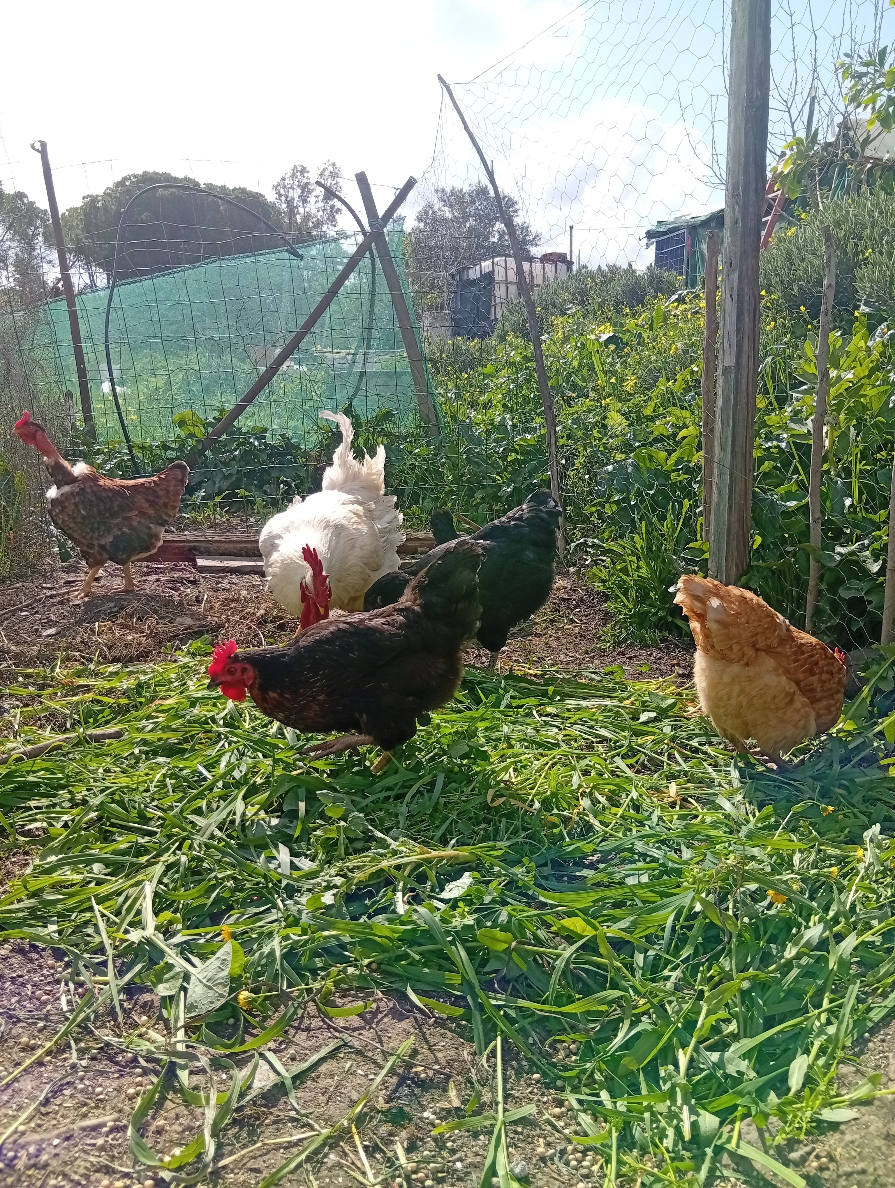 Galinhas de Serviço
