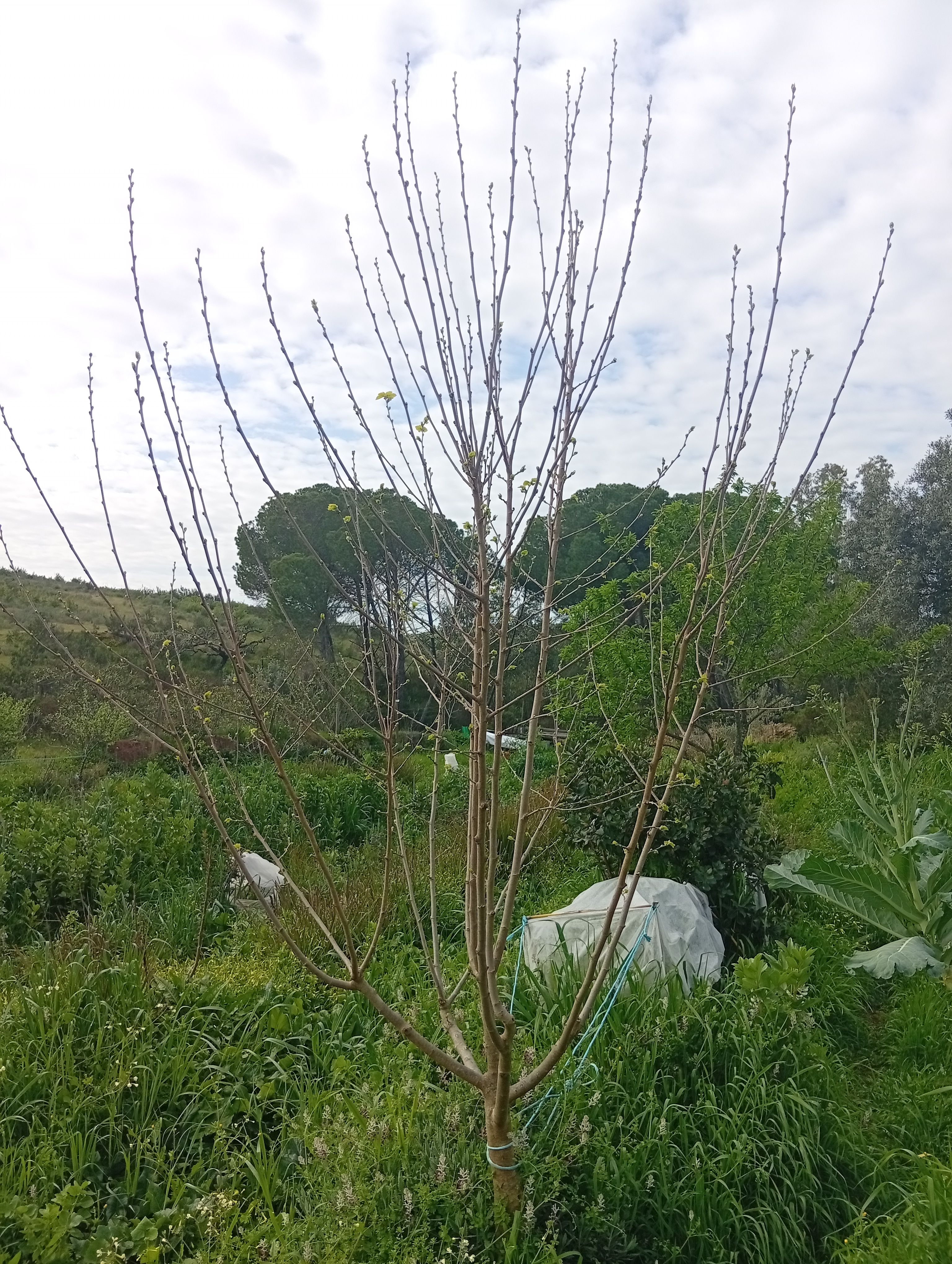 Poda e biomassa no solo