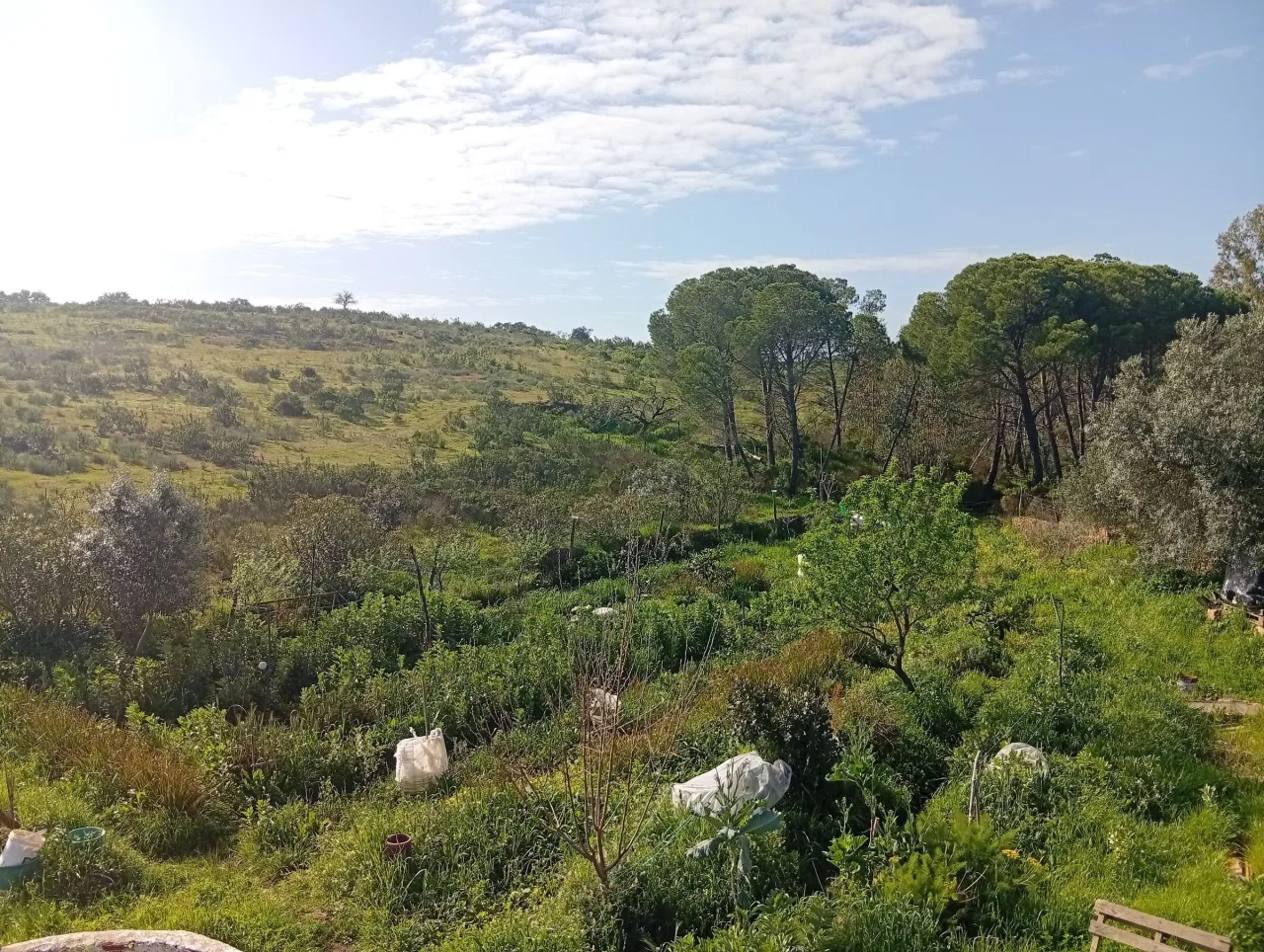 Agrofloresta sintrópica em regeneração no Wild Alentejo, Mértola