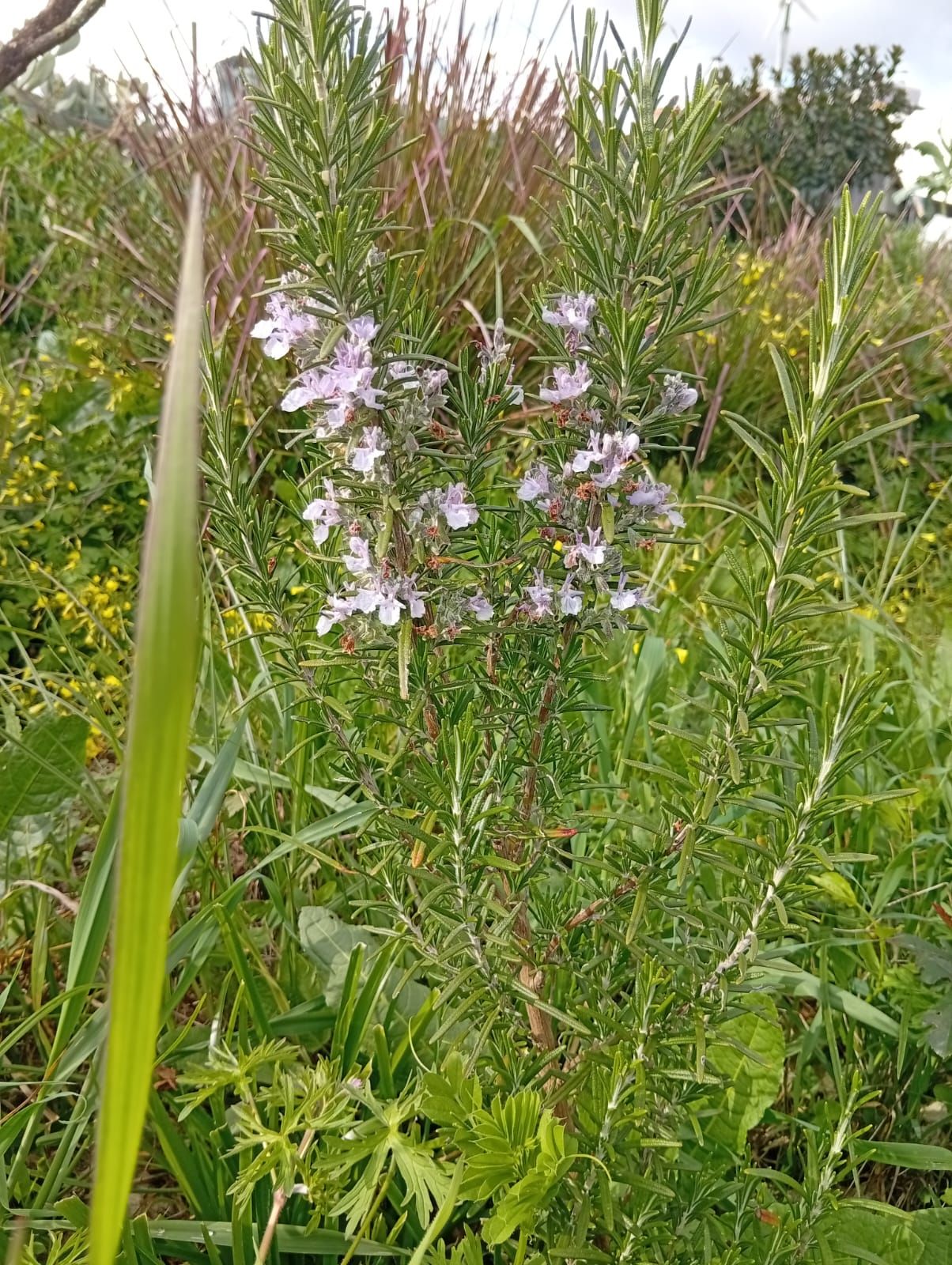 Alecrim (Salvia rosmarinus) na agrofloresta Wild Alentejo — aromática mediterrânica para polinizadores e uso culinário/medicinal