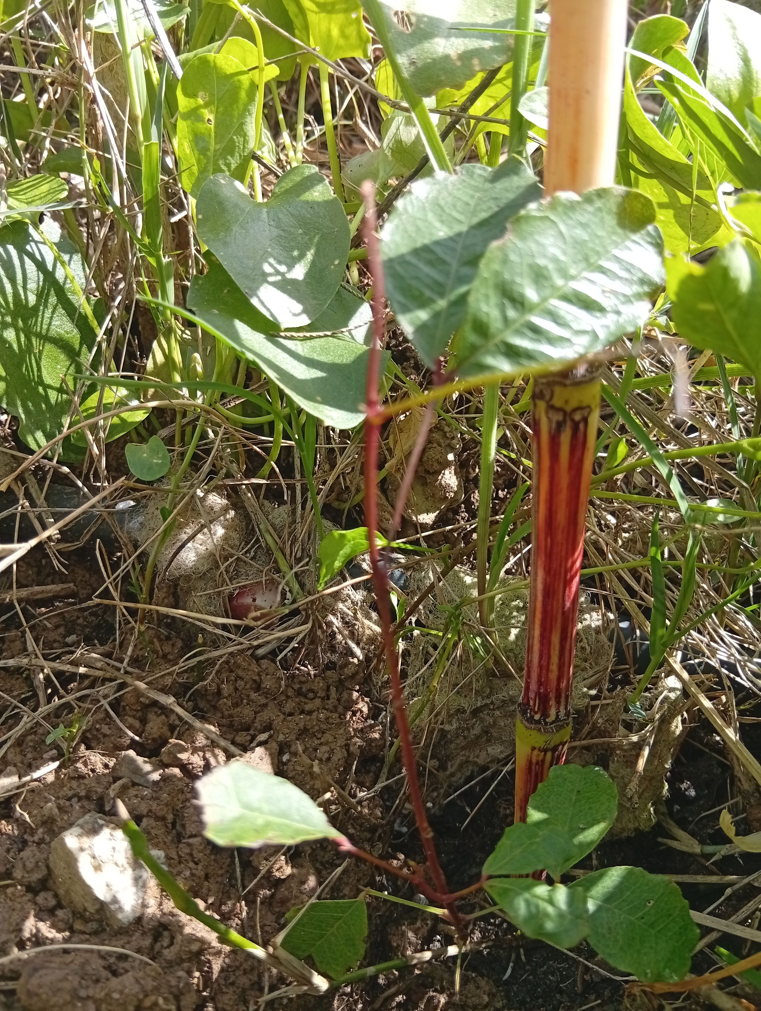 Alfarrobeira (Ceratonia siliqua) na agrofloresta produtiva Wild Alentejo — espécie de clímax resistente à seca em Mértola