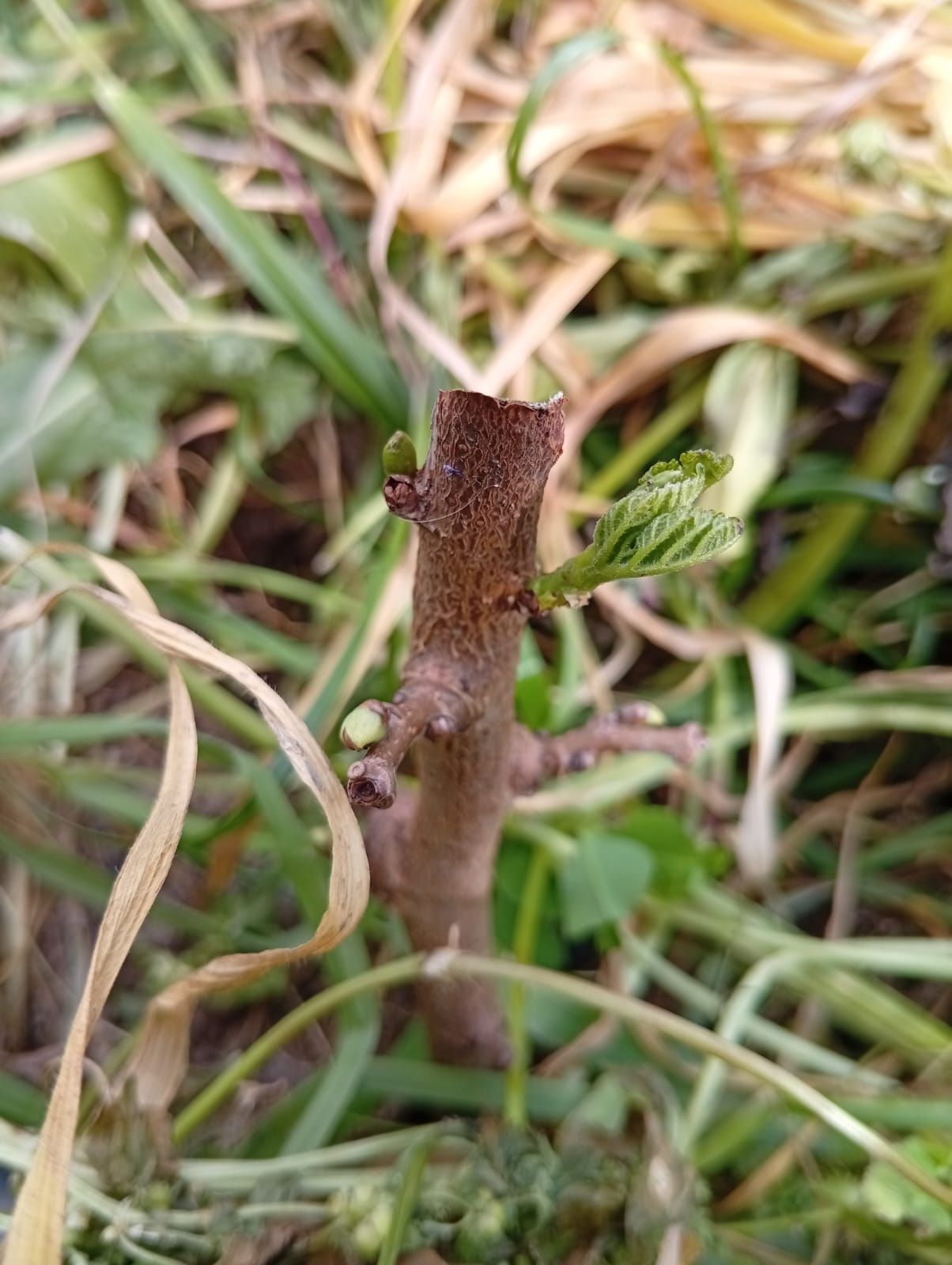 Amoreira branca (Morus alba) na agrofloresta Wild Alentejo — fruto e biomassa rápida para cobertura do solo