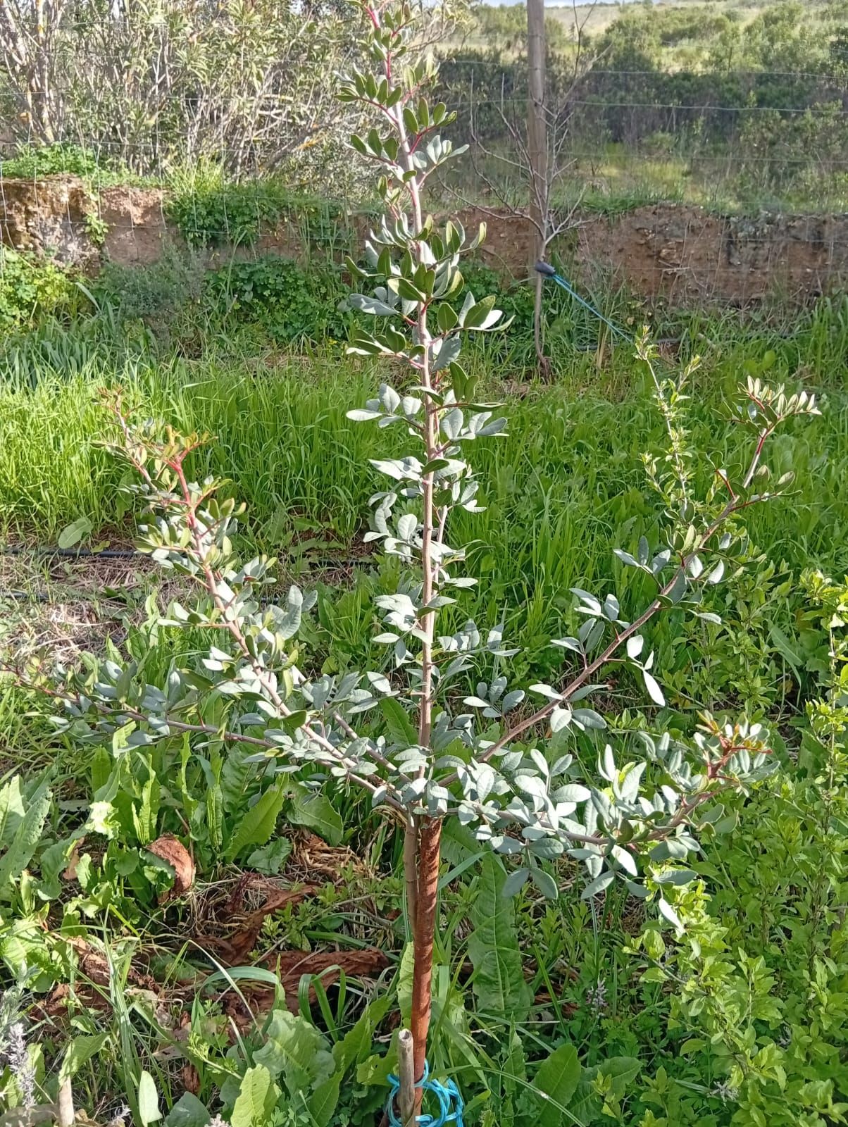 Aroeira (Pistacia lentiscus) na agrofloresta Wild Alentejo — arbusto resistente à seca para biodiversidade em Mértola
