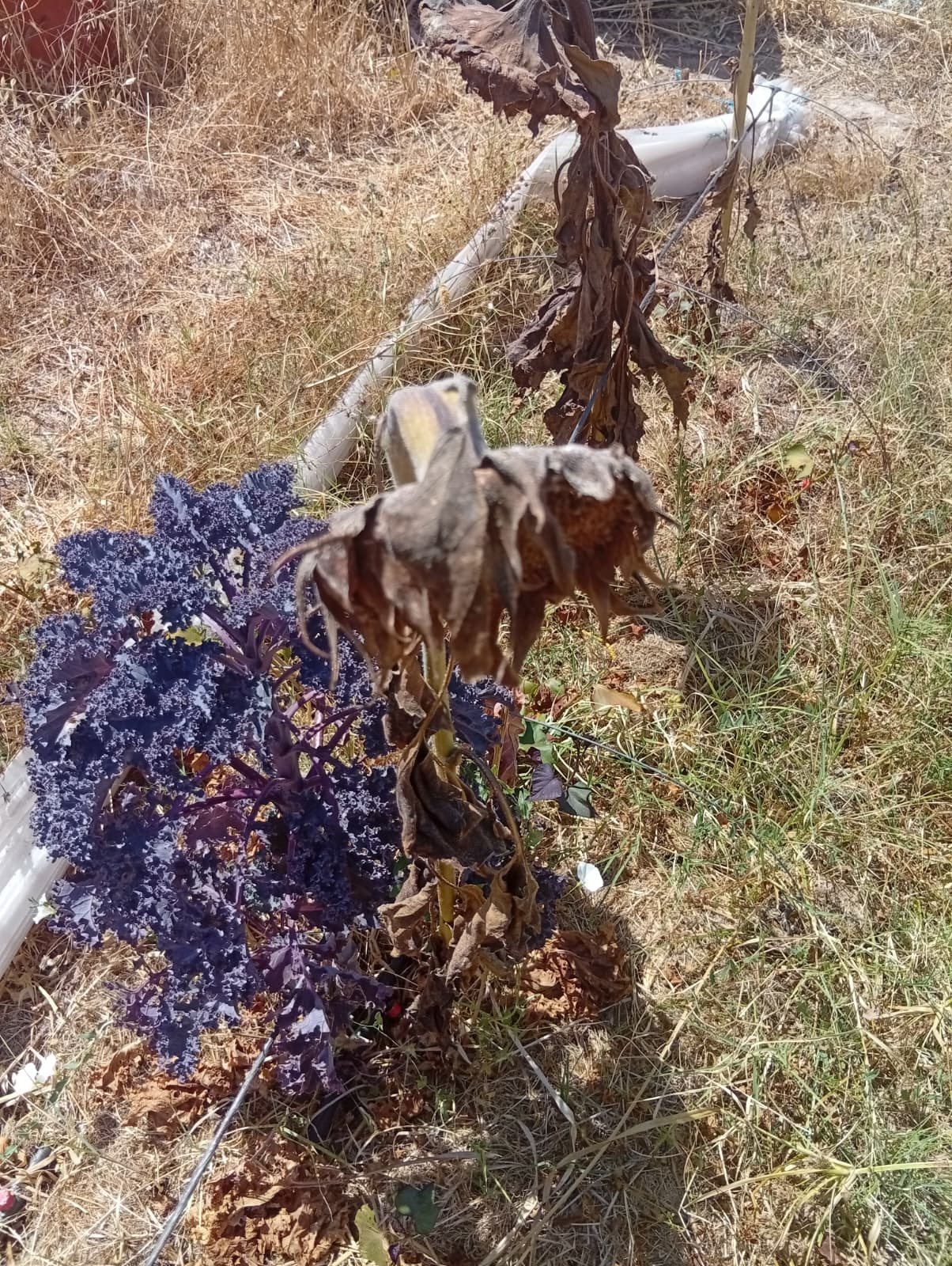 Vegetal de folha com partes secas e rebentos verdes entre cobertura de palha