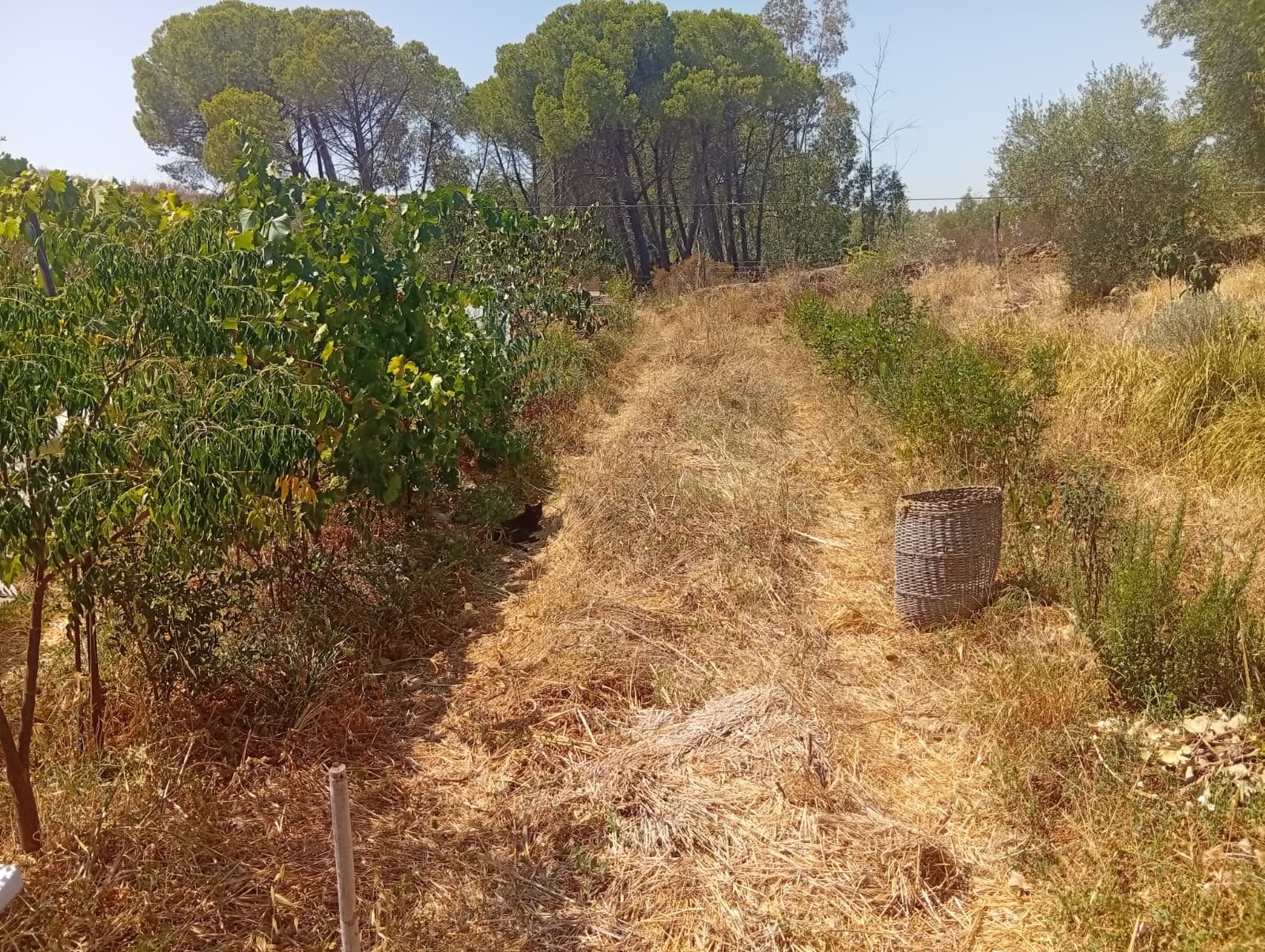 Vista geral das linhas agroflorestais cobertas com palha durante o verão seco em Mértola