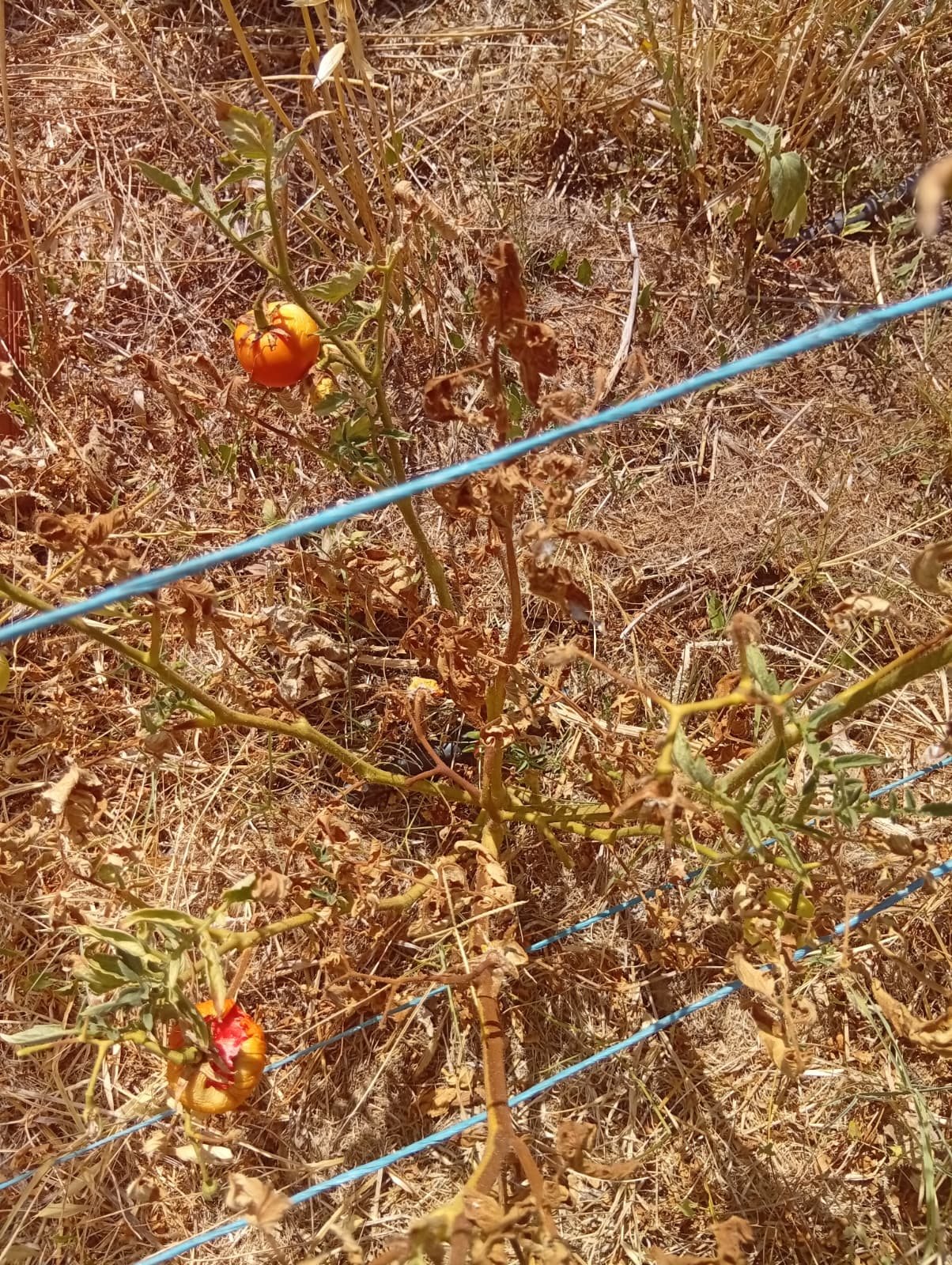 Tomateiro com frutos e folhas secas entre palha e linhas de rega no verão