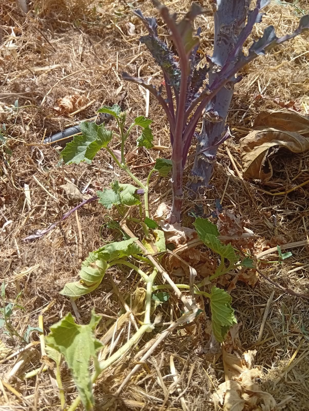 Vegetal murcho junto a uma linha de rega e cobertura de palha seca