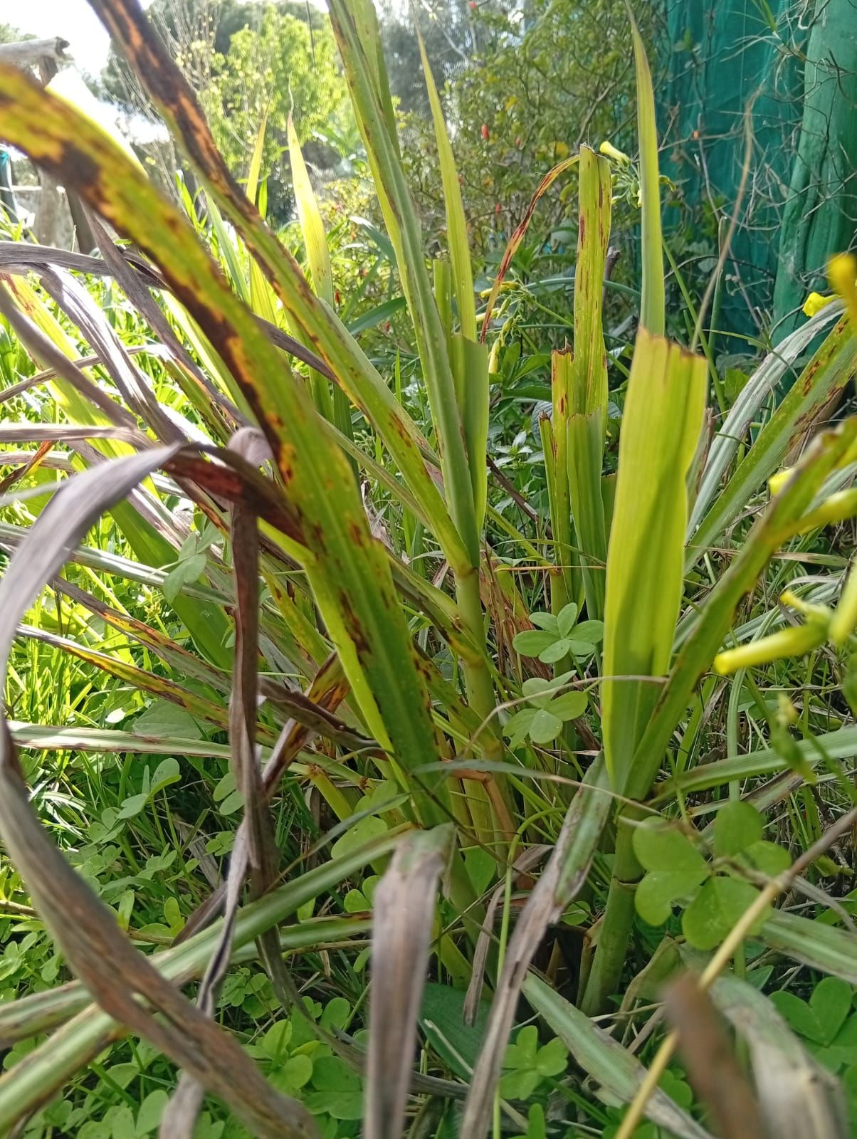 Erva-príncipe (Cymbopogon citratus) na agrofloresta Wild Alentejo — biomassa aromática para repelente de insetos e cobertura do solo