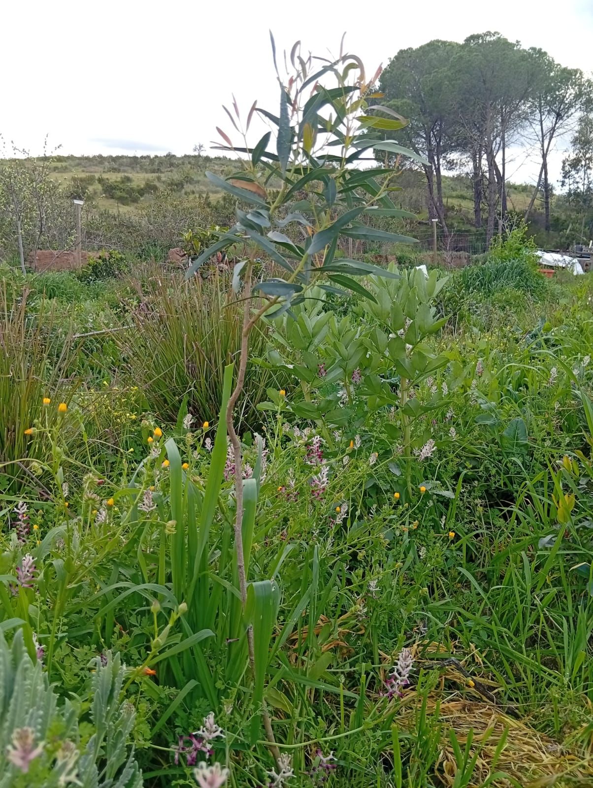 Eucalipto como espécie pioneira na agrofloresta Wild Alentejo — biomassa rápida para cobertura do solo em clima semiárido
