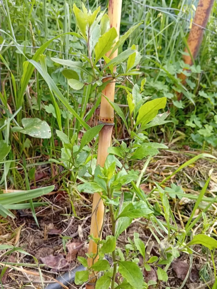 Goji (Lycium barbarum) no sistema Wild Alentejo — fruto antioxidante de alto valor nutricional para produção regenerativa