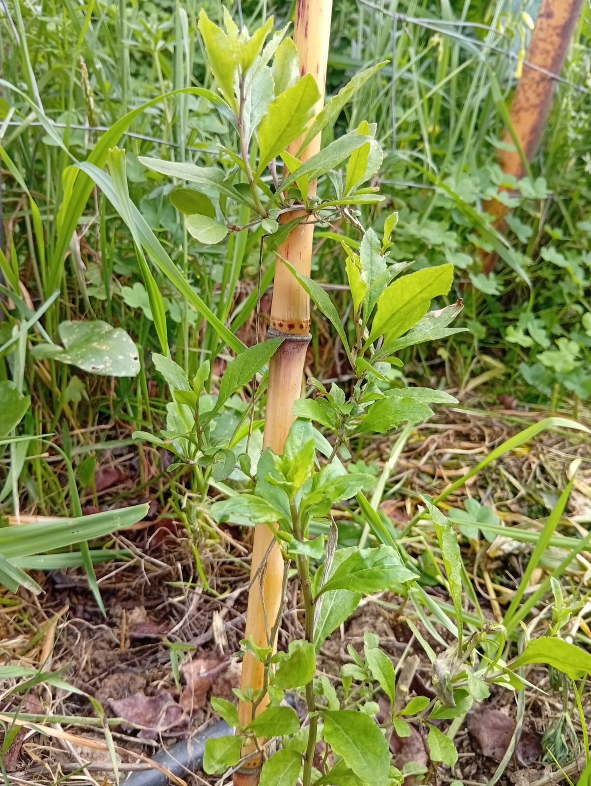 Goji (Lycium barbarum) no sistema Wild Alentejo — fruto antioxidante de alto valor nutricional para produção regenerativa