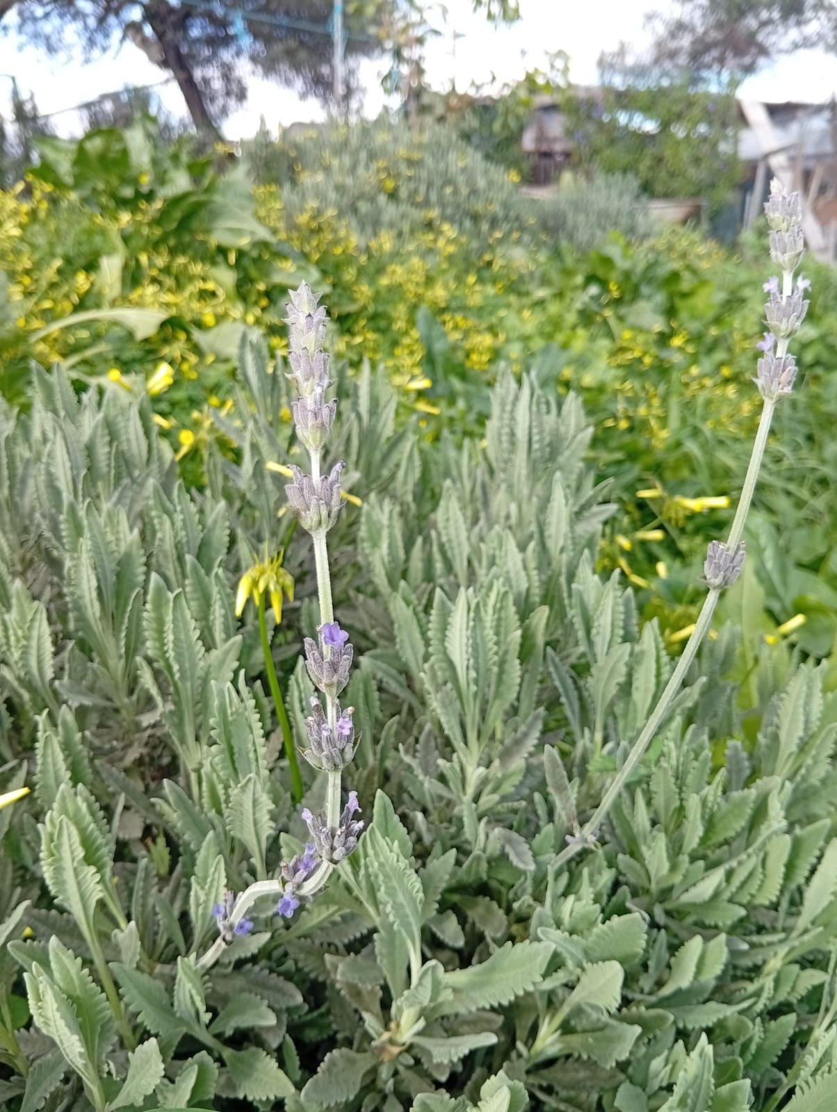 Lavanda (Lavandula spp.) na agrofloresta Wild Alentejo — planta aromática para polinizadores e repelente natural de insetos