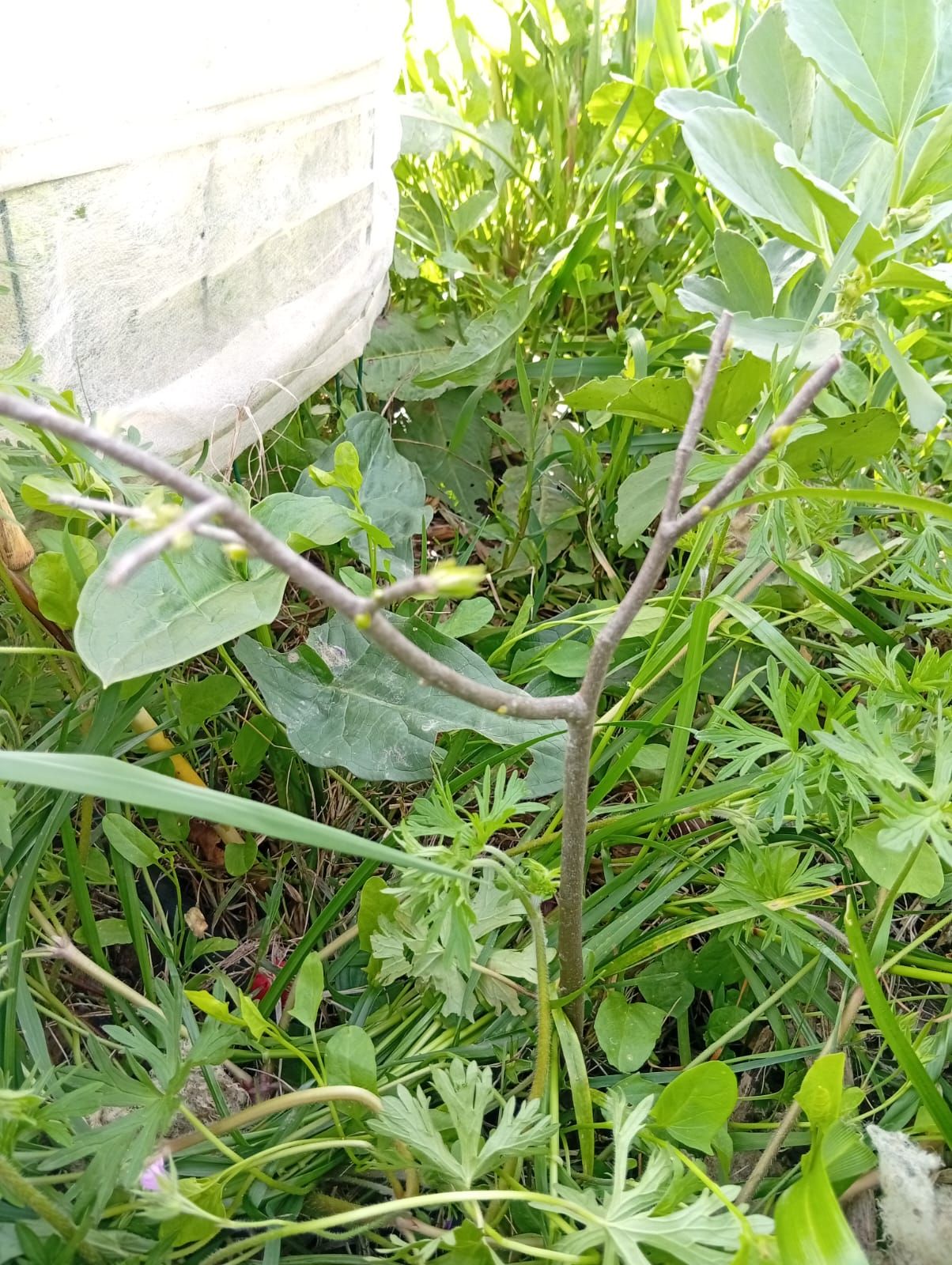 Lódão-bastardo (Celtis australis) na regeneração natural Wild Alentejo — árvore mediterrânica para biodiversidade e alimento de fauna