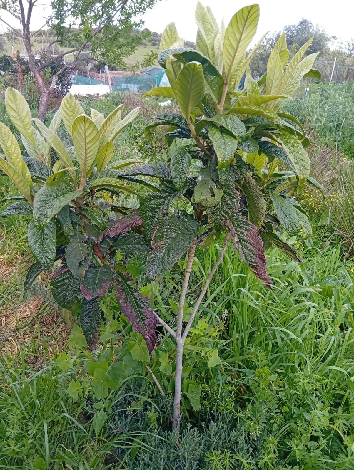 Nespereira (Eriobotrya japonica) no sistema Wild Alentejo — fruta de inverno/primavera para produção alimentar off-grid