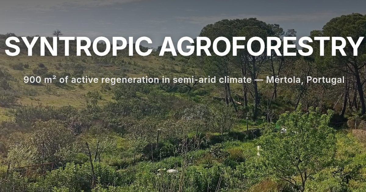 Intercalação de Culturas: Um Passo Importante para a Saúde do Solo e a Agricultura Sustentável