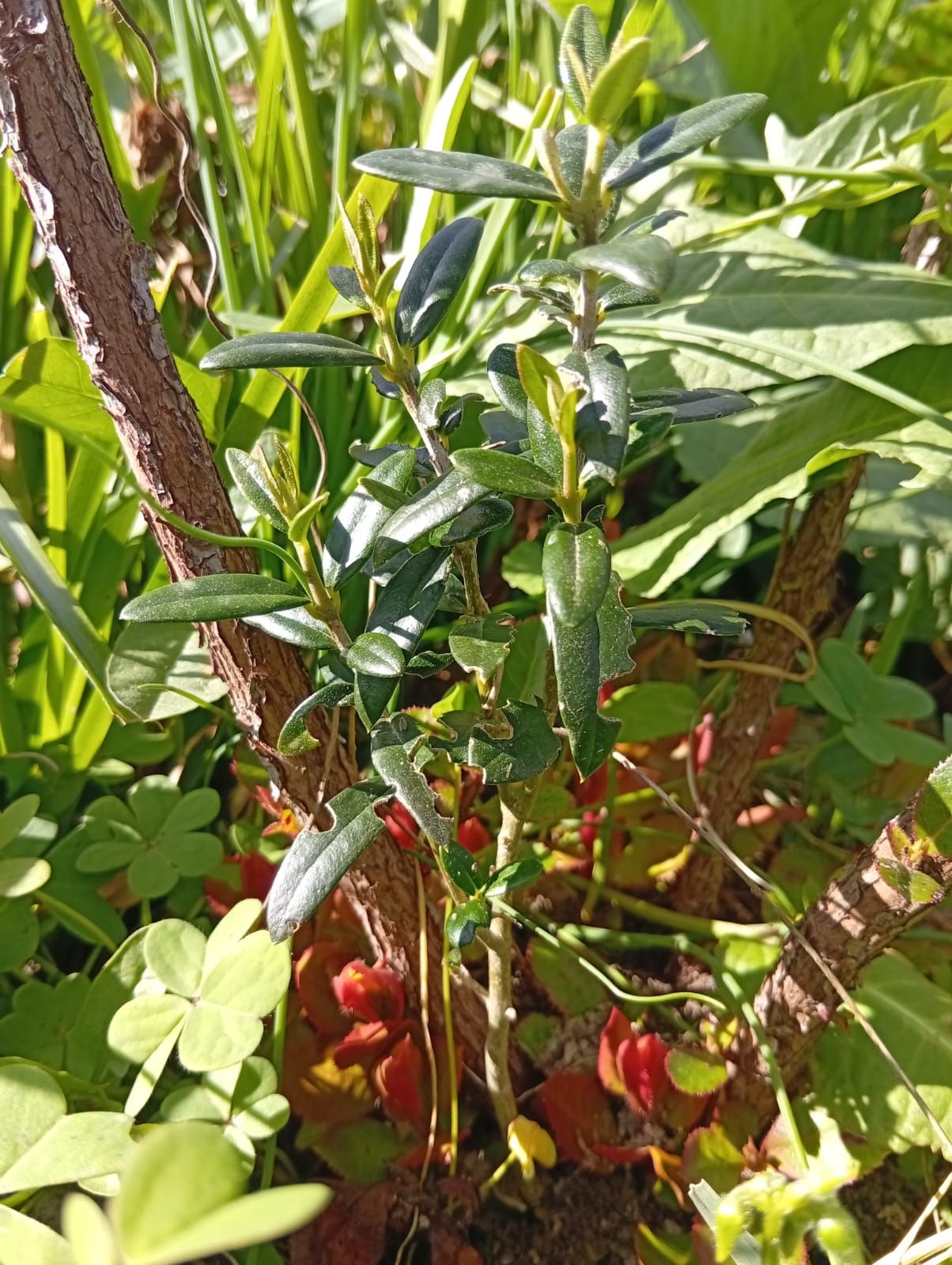 Oliveira/zambujeiro na agrofloresta regenerativa Wild Alentejo — espécie de longevidade para azeite e estabilidade ecológica