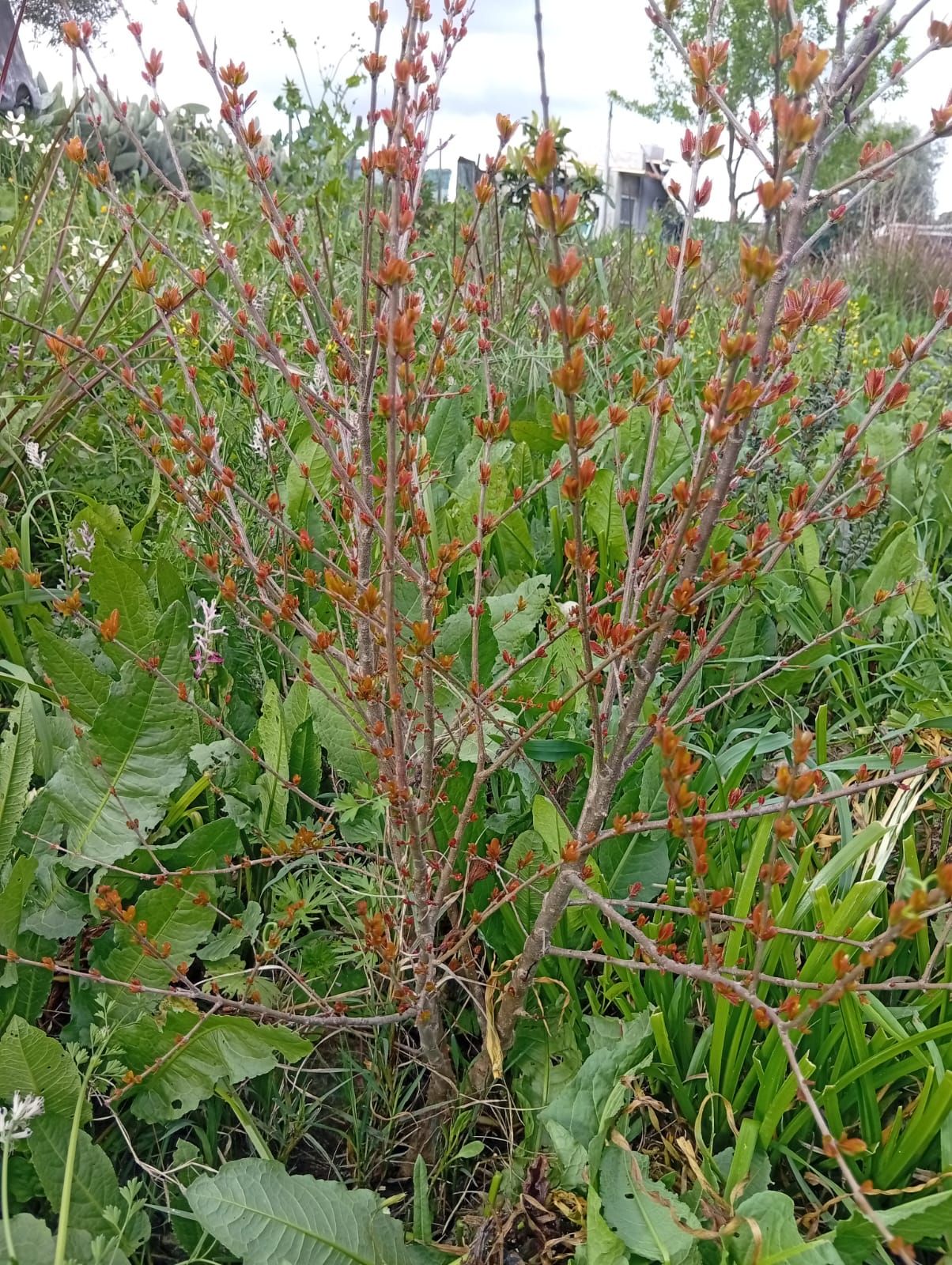 Romanzeira (Punica granatum) na agrofloresta Wild Alentejo — arbusto frutífero para polinizadores e produção em semiárido