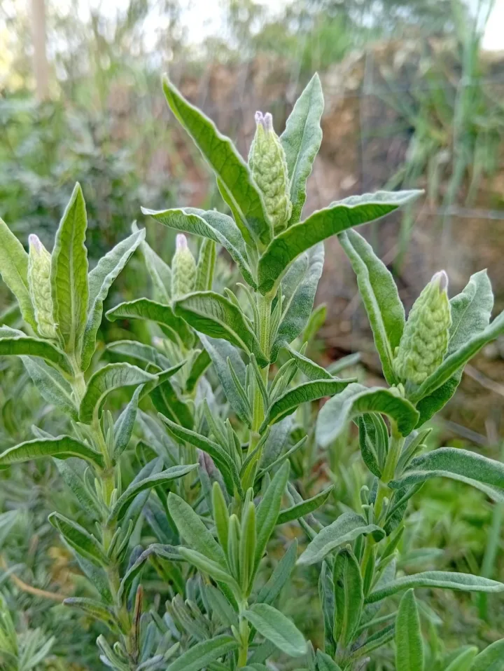 Rosmaninho (Lavandula viridis) no sistema Wild Alentejo — aromática nativa para cobertura do solo e atração de polinizadores