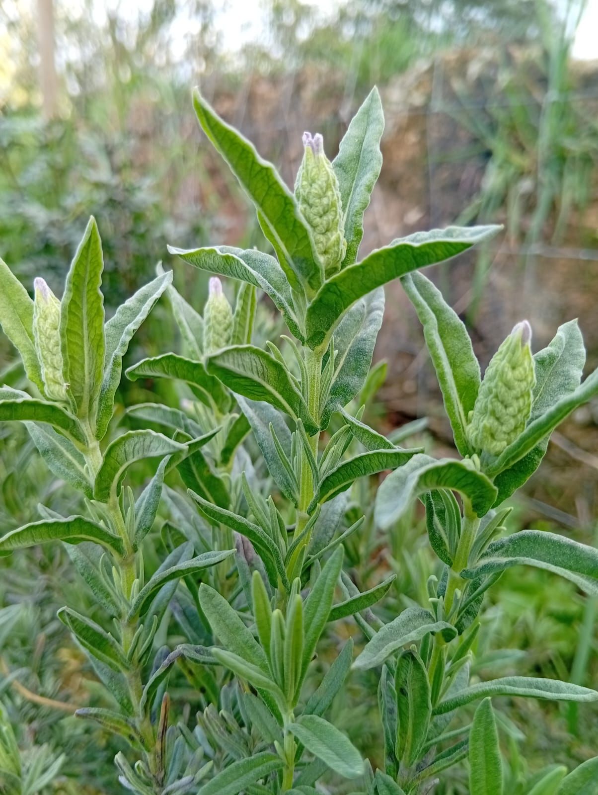 Rosmaninho (Lavandula viridis) no sistema Wild Alentejo — aromática nativa para cobertura do solo e atração de polinizadores