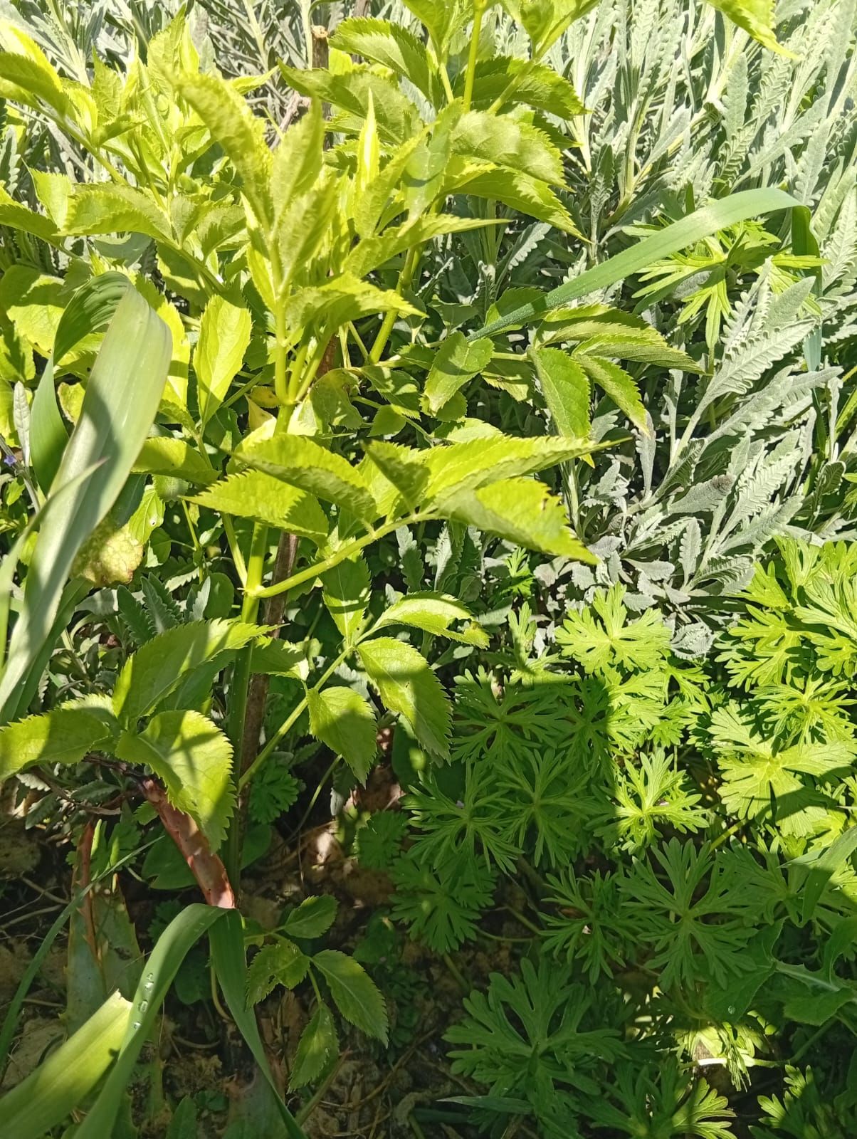 Salgueiro no sistema de rega natural Wild Alentejo — espécie para controlo hídrico e biomassa em agrofloresta semiárida