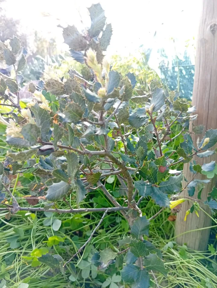 Sobreiro (Quercus suber) na agrofloresta sintrópica Wild Alentejo, Mértola — árvore estrutural para regeneração de solos semiáridos