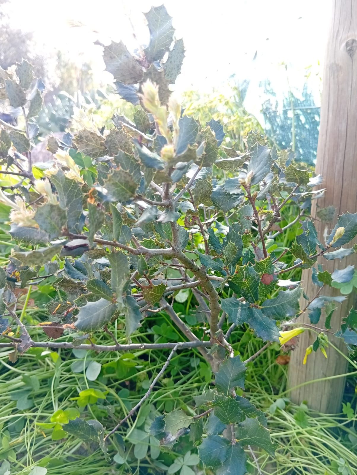 Sobreiro (Quercus suber) na agrofloresta sintrópica Wild Alentejo, Mértola — árvore estrutural para regeneração de solos semiáridos