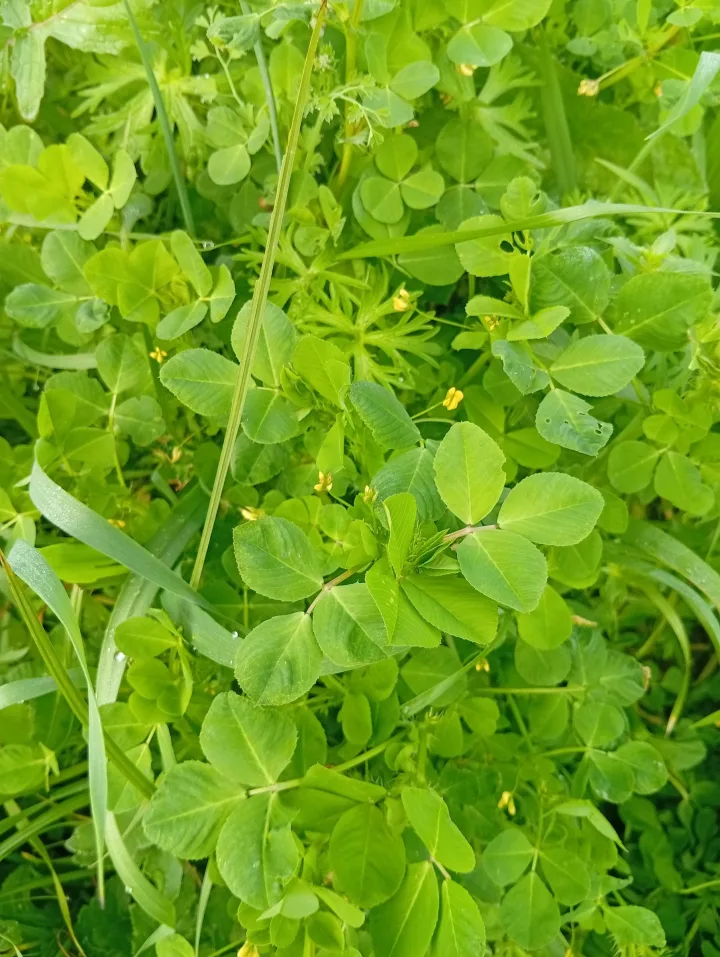 Trevo subterrâneo (Trifolium subterraneum) como cobertura viva de inverno no Wild Alentejo