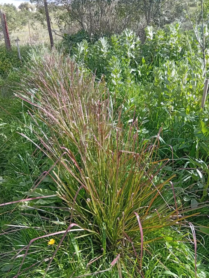 Vetiver (Chrysopogon zizanioides) como opção experimental de estabilização localizada no Wild Alentejo