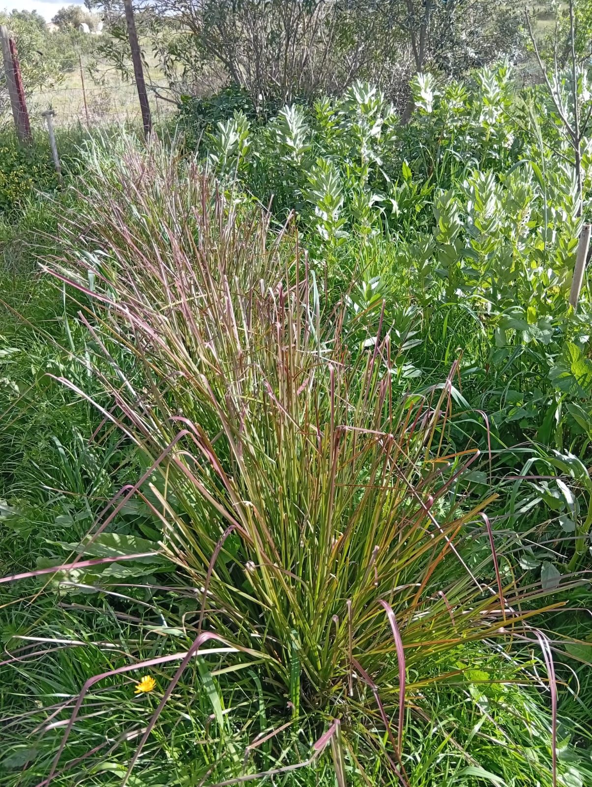 Vetiver (Chrysopogon zizanioides) no sistema Wild Alentejo — gramínea para controlo de erosão e infiltração de água em solos semiáridos